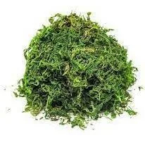Planta Florarte Musgo Vd Tingido 50g