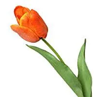 Planta Florarte Tulipa Fita Real Toque Laranja