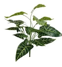 Planta Florarte Alocasia Real Toque X12 Verde 28cm