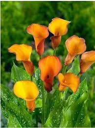 Planta Florarte Copo Leite Plt X15 Amarelo 33cm
