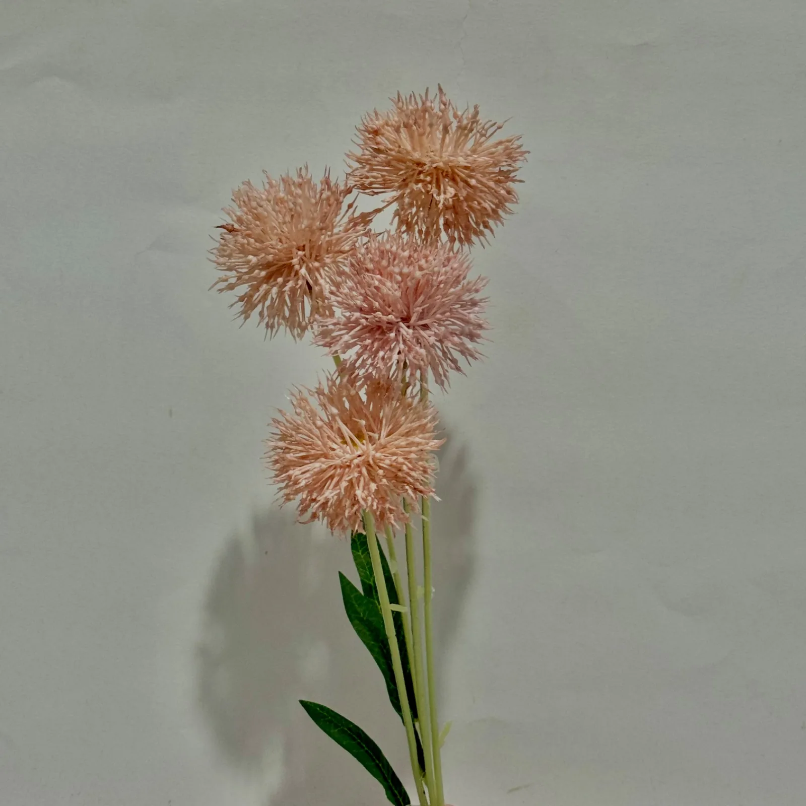 Planta Grillo Ht Berries Do Campo Gig X4 Rosa