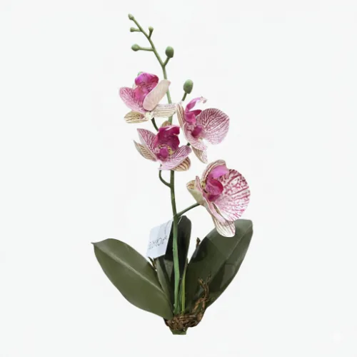Planta Florarte Orquidea Phala Real C/folha
