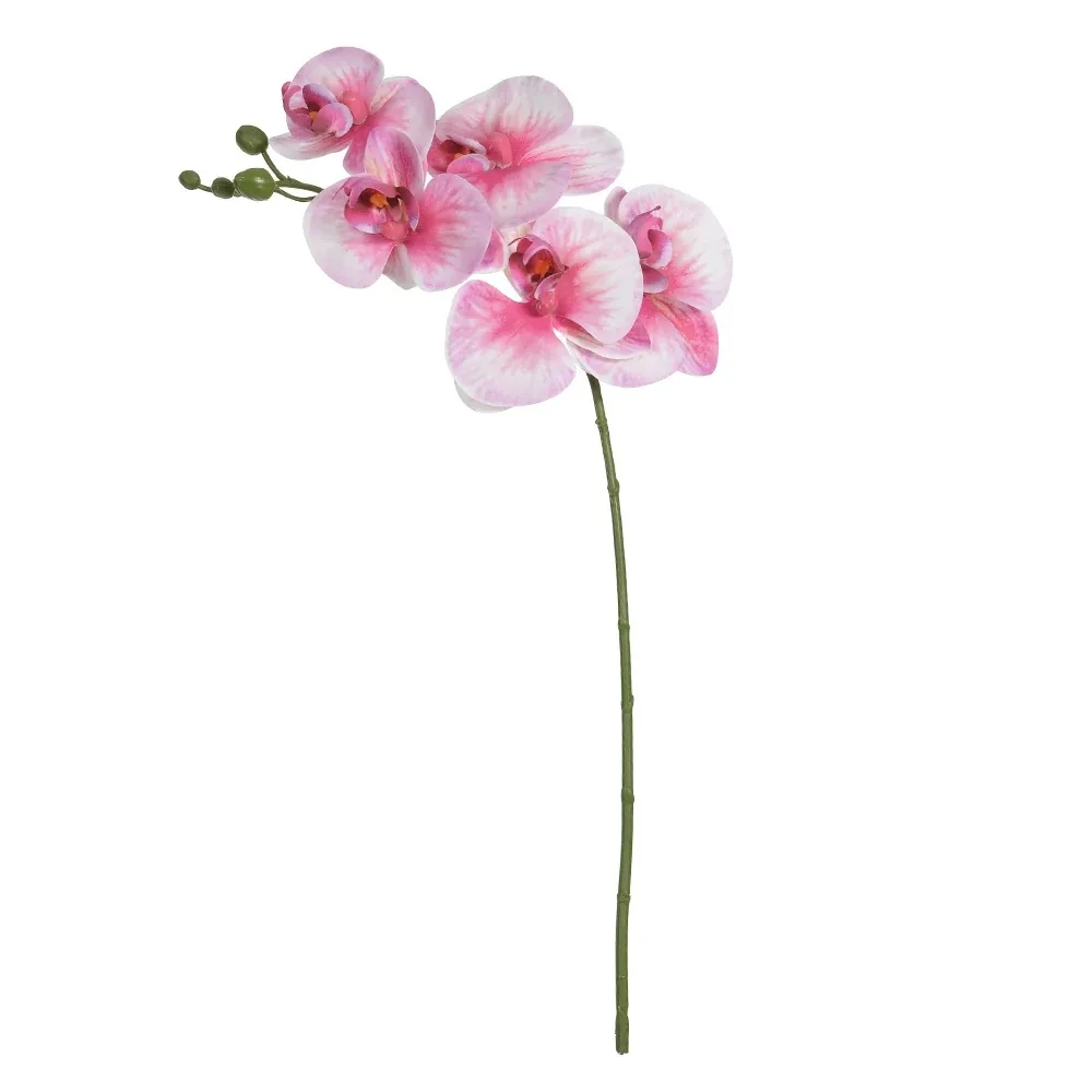 Planta Florarte Orquidea Phalaeno Beauty Br